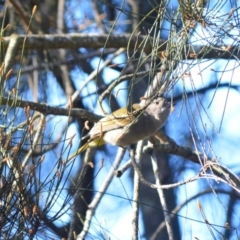 Pachycephala pectoralis at Berry, NSW - 10 Jul 2024