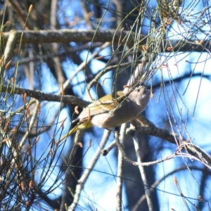 Pachycephala pectoralis at Berry, NSW - 10 Jul 2024