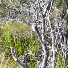 Dacelo novaeguineae (Laughing Kookaburra) at Berry, NSW - 10 Jul 2024 by plants