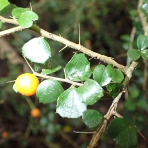 Pittosporum multiflorum at Bundewallah, NSW - 10 Jul 2024