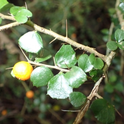 Pittosporum multiflorum (Orange Thorn) at Bundewallah, NSW - 10 Jul 2024 by plants