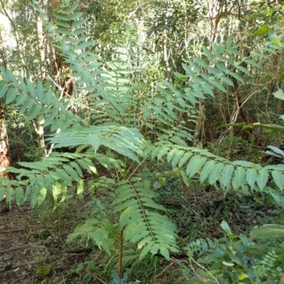 Polyscias murrayi (Pencil Cedar) at Bundewallah, NSW - 10 Jul 2024 by plants