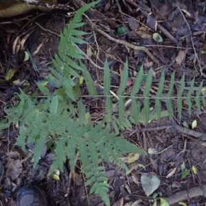 Christella dentata at Bundewallah, NSW - 10 Jul 2024