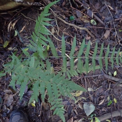 Christella dentata (Binung) at Bundewallah, NSW - 10 Jul 2024 by plants