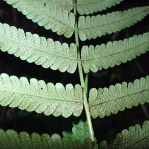 Christella dentata at Bundewallah, NSW - 10 Jul 2024