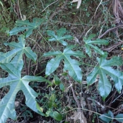 Brachychiton acerifolius (Illawarra Flame Tree) at Bundewallah, NSW - 10 Jul 2024 by plants