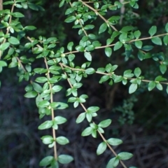 Coprosma quadrifida (Prickly Currant Bush, Native Currant) at Bundewallah, NSW - 10 Jul 2024 by plants