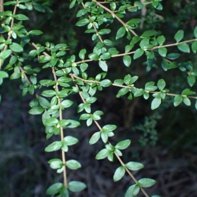 Coprosma quadrifida (Prickly Currant Bush, Native Currant) at Bundewallah, NSW - 10 Jul 2024 by plants