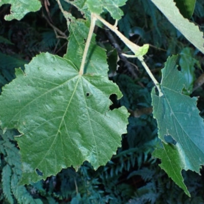 Androcalva fraseri (Brush Kurrajong) at Bundewallah, NSW - 10 Jul 2024 by plants