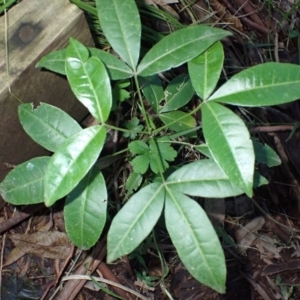 Melicope micrococca at Bundewallah, NSW - 10 Jul 2024