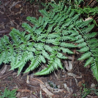 Pteris tremula (Tender Brake) at Bundewallah, NSW - 10 Jul 2024 by plants