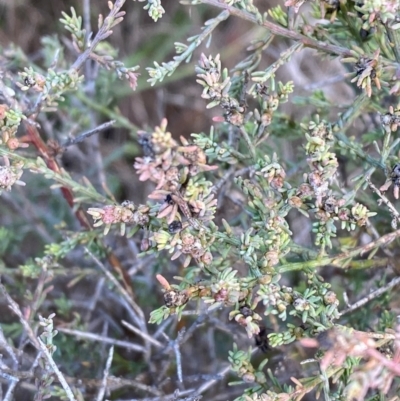 Maireana microphylla (Eastern Cottonbush) at Binya, NSW - 23 Jun 2024 by Tapirlord