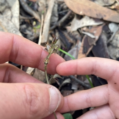 Acianthus fornicatus (Pixie-caps) at New Lambton Heights, NSW - 11 Jul 2024 by STJ