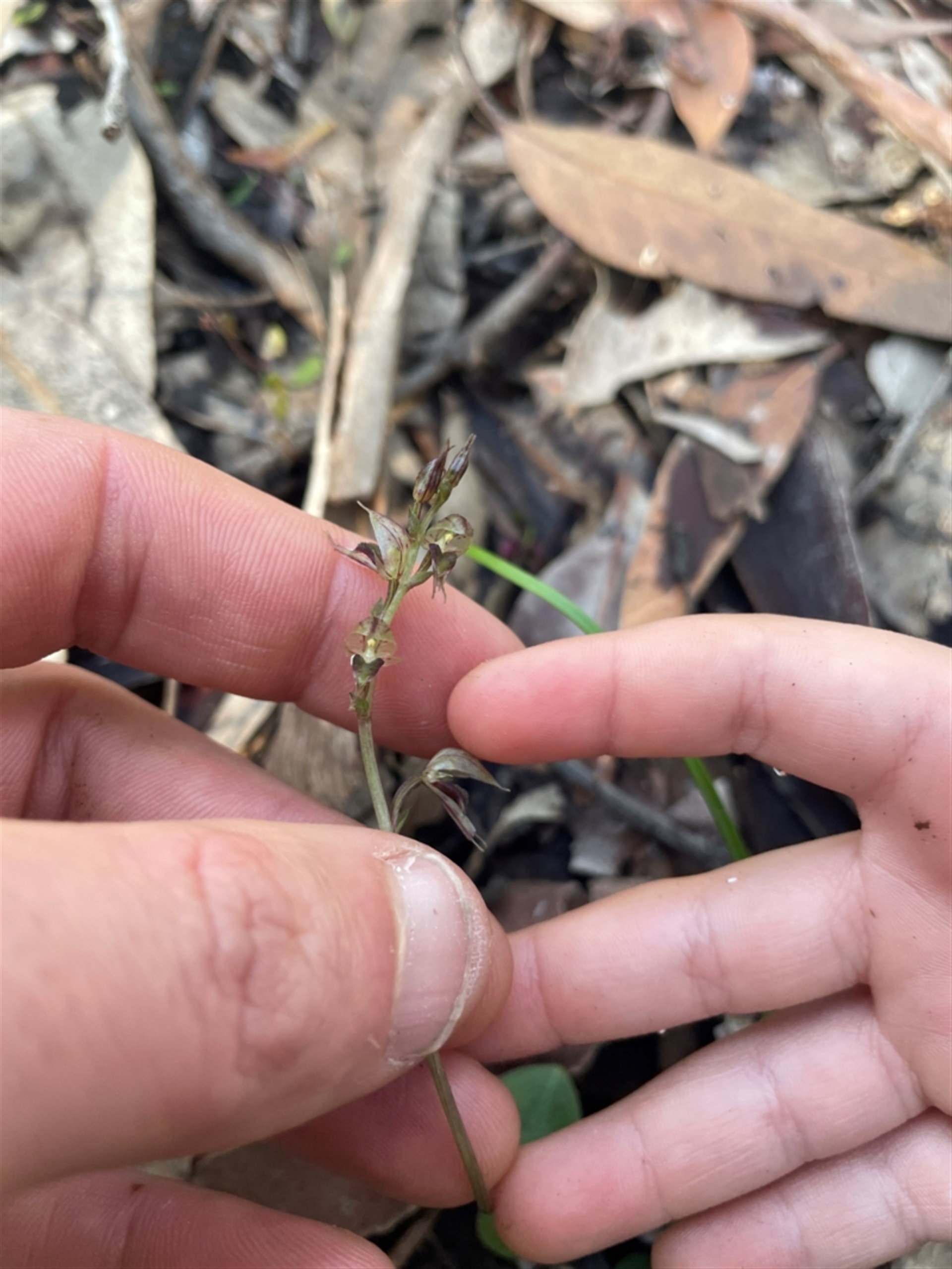 Acianthus fornicatus at New Lambton Heights, NSW - suppressed