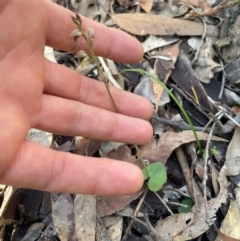 Acianthus fornicatus at New Lambton Heights, NSW - suppressed