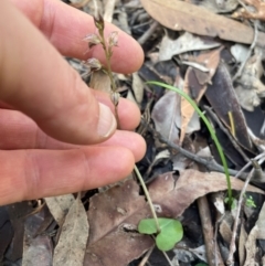 Acianthus fornicatus at New Lambton Heights, NSW - suppressed