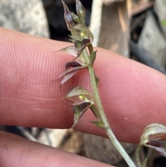 Acianthus fornicatus at New Lambton Heights, NSW - suppressed