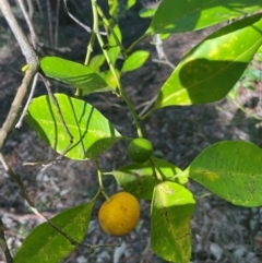 Citrus x taitensis at New Lambton Heights, NSW - 11 Jul 2024 by STJ
