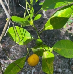 Citrus x taitensis (Rough Lemon) at New Lambton Heights, NSW - 11 Jul 2024 by STJ