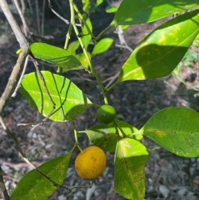 Citrus x taitensis (Rough Lemon) at New Lambton Heights, NSW - 11 Jul 2024 by STJ