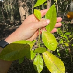 Citrus x taitensis at New Lambton Heights, NSW - 11 Jul 2024 11:37 AM