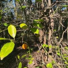 Citrus x taitensis at New Lambton Heights, NSW - 11 Jul 2024