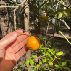 Citrus x taitensis at New Lambton Heights, NSW - 11 Jul 2024 11:37 AM