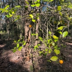 Citrus x taitensis at New Lambton Heights, NSW - 11 Jul 2024