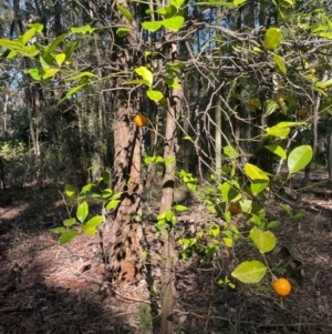 Citrus x taitensis at New Lambton Heights, NSW - 11 Jul 2024 11:37 AM