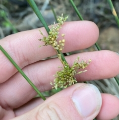 Juncus aridicola (Tussock Rush) at Yenda, NSW - 23 Jun 2024 by Tapirlord