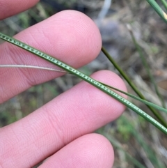 Juncus aridicola at Yenda, NSW - 23 Jun 2024 03:48 PM