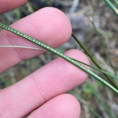 Juncus aridicola at Yenda, NSW - 23 Jun 2024