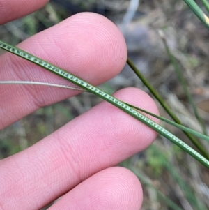 Juncus aridicola at Yenda, NSW - 23 Jun 2024