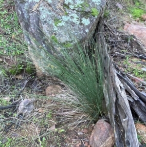 Juncus aridicola at Yenda, NSW - 23 Jun 2024