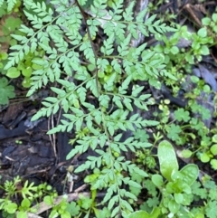 Cheilanthes austrotenuifolia (Rock Fern) at Yenda, NSW - 23 Jun 2024 by Tapirlord