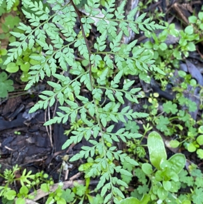 Cheilanthes austrotenuifolia (Rock Fern) at Yenda, NSW - 23 Jun 2024 by Tapirlord