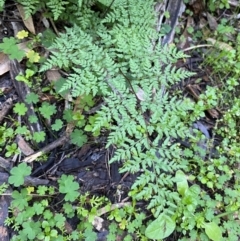 Cheilanthes austrotenuifolia at Yenda, NSW - 23 Jun 2024 03:48 PM