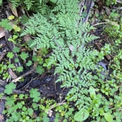 Cheilanthes austrotenuifolia at Yenda, NSW - 23 Jun 2024