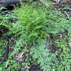 Cheilanthes austrotenuifolia at Yenda, NSW - 23 Jun 2024