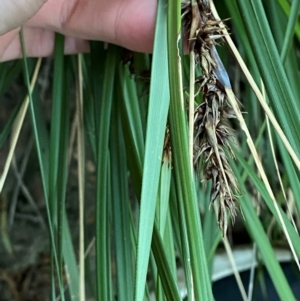 Gahnia aspera at Yenda, NSW - 23 Jun 2024