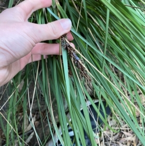 Gahnia aspera at Yenda, NSW - 23 Jun 2024 03:43 PM