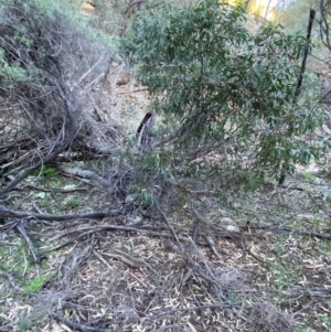 Eucalyptus vicina at Yenda, NSW - 23 Jun 2024