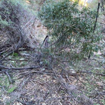 Eucalyptus vicina (Manara Hills Red Gum) at Yenda, NSW - 23 Jun 2024 by Tapirlord