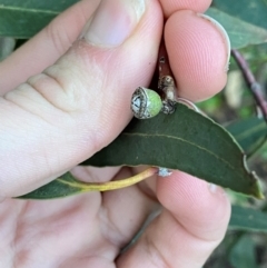 Eucalyptus vicina at Yenda, NSW - 23 Jun 2024 03:35 PM