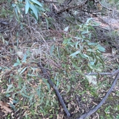 Eucalyptus vicina at Yenda, NSW - 23 Jun 2024