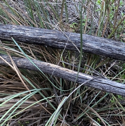 Lomandra patens (Irongrass) at Yenda, NSW - 23 Jun 2024 by Tapirlord