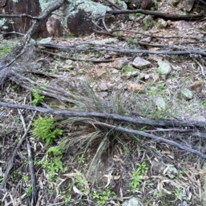 Lomandra patens at Yenda, NSW - 23 Jun 2024