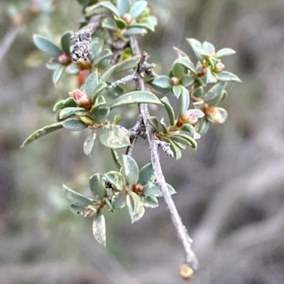 Gaudium divaricatum at Yenda, NSW - 23 Jun 2024 by Tapirlord