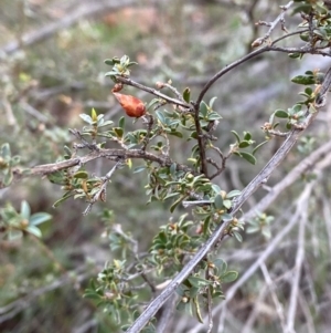 Gaudium divaricatum at Yenda, NSW - 23 Jun 2024