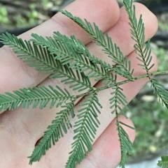 Acacia deanei subsp. paucijuga (Green Wattle) at Yenda, NSW - 23 Jun 2024 by Tapirlord